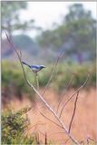 fla. scrub jay - 263-11.jpg (1/1)