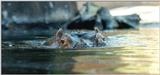 hippo - 270-10a.jpg (1/1)