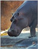 hippo2 - 270-12a.jpg (1/1)