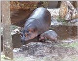 hippo and baby - 270-21a.jpg (1/1)