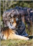 tiger - 272-16.jpg (1/1)