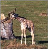 baby giraffe - Giraffa camelopardalis - 272-18.jpg