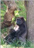 gorilla and baby - 273-10a.jpg (1/1)