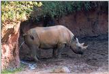 black rhino - 273-20a.jpg (1/1)