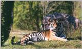 tiger - 273-3a.jpg (1/1)