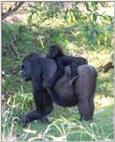 gorilla and baby 2 - 273-9a.jpg (1/1)