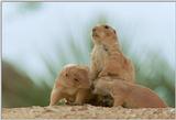 Baby Prairie Dogs