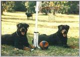 Posting dogs - 2rotties.jpg(1/1) 29600 bytes