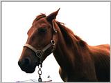 3-2 KoreanBrownHorse-FaceCloseup.jpg