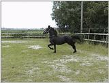 horses