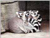 lemurs