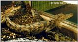 Spectacled Caiman  ( C.c.crocodilus )