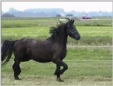 horses