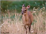 One cute antelope - Four-horned Antelope (Tetracerus quadricornis)