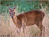 One cute antelope again - Four-horned Antelope (Tetracerus quadricornis)