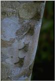 Re: req for pics of Bats - 4 bats on treetrunk.jpg