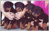 Posting dogs - 4rotties.jpg(1/1) 37366 bytes