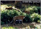 mommy tiger and 3 cubs