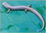 Four-toed Salamander (Hemidactylium scutatum) #1