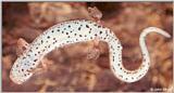 Four-toed Salamander (Hemidactylium scutatum) #2