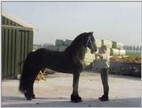 horses