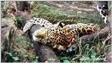 sacked out - 50-5.jpg (1/1)
