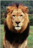 lion - 56-13.jpg (1/1)