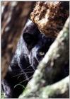 male black leopard - 58-22a.jpg (1/1)