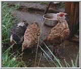 White-crested kalij Pheasant