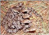 Northern Copperheads (A. c. mokasen) Babies