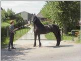 horses