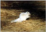 Re: Albino Squirrel - 61-21.jpg (1/1)