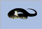 water moccasin - 73-12.jpg