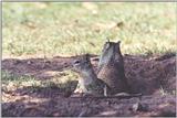 California Ground Squirrel 93k jpg