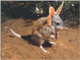 Animals - 800 - Bandicoot.jpg