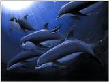 Animals - 800 - Dauphins.jpg - File 06 of 11 (1/1)