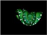 Animals - 800 - Green snake.jpg - File 08 of 11 (1/1)