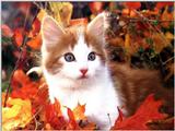 Animals - 800 - Cat.jpg - File 03 of 11 (1/1)