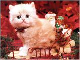Animals - 800 - Kitten.jpg - File 09 of 11 (1/1)