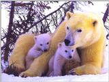 Animals - 800 - Bear.jpg - Polar Bear and cubs