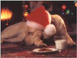 Animals - 800 - Puppy.jpg - File 10 of 11 (1/1)