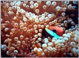 Clown Fish - Koh Tao, Thailand