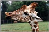 giraffe - Giraffa camelopardalis - 86-14a.jpg
