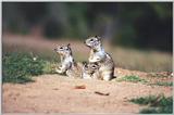 California Ground Squirrel 65k jpg