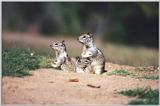 California Ground Squirrel 65k jpg