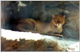 jaguarundi - 90-23.jpg (1/1)