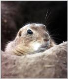 prairie dog - 90-5.jpg (1/1)