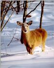 whitetail deer