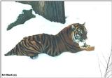 A00343 -- Siberian Tiger