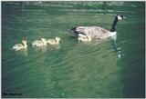 A00573 - Canada Goose with goslings